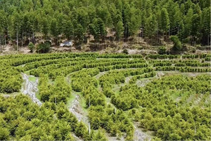 人工种植的红豆杉。明溪县融媒体中心供图