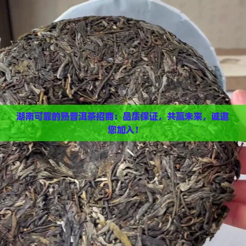 湖南可靠的熟普洱茶招商